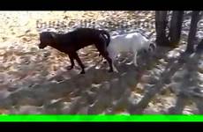 dog goat mating artofzoo misdirected between