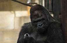 gorilla shabani ape gorila attractive female surprisingly flocking cnn hunky viral