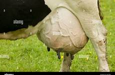 cow udder milking full alamy stock