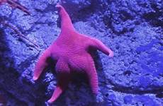 starfish big booty