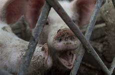 pig crying behind pigs bars two barn stock snout dirty fence growing village iron steel