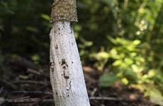 mushroom shaped fungi phallic smells rotten