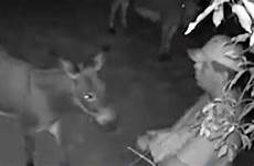 sex man having caught donkey animal family cctv pet footage stroking disturbing him shows