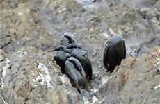 oil covered cormorants russian birds tanker pelagic spill seek rescuers save sakhalin yuzhno loaded cardboard ministry helicopter regional sakhalinsk capital