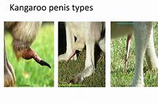 kangaroo penis types speciation ppt powerpoint presentation
