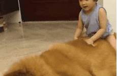 raciste entourage mastiff humans tibetan huffingtonpost