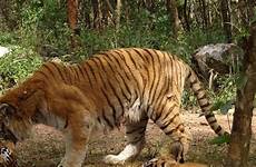 safari tiger lion shimoga attractions nativeplanet tourist