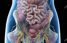 abdominal organs internal sciencephoto kenhub regions
