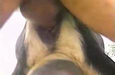 horny fuckers goats videos zoo
