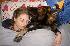 sleeping dog captures couple really dogs people shepherd german