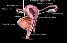 female reproductive system picture