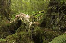 forest treegirl wild national fiordland park track south