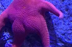 starfish butt huge