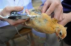 vaccination vaccine poultry flu spreads vaccines disease veterinary defends