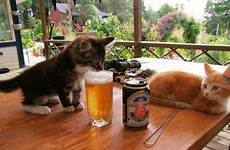beer funny meme cats love cat drinking kitten kittens gif memes imgur two gifs tumblr cute drink ranked countries world