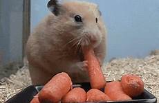 gif hamster carrots eats meme