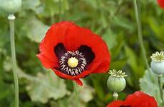 opium flower ancient papaver somniferum flowers poisoned shaped wikimedia commons credit