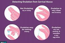 mucus cervical ovulation check verywell kerpel
