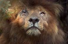 lions wild africa lion bbc protecting last logan george copyright looks