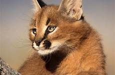 caracal ears markings