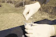 gif sugar reaction experiment gifs powdered chemical science other giphy find everything has