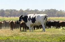 knickers cattle steer cows holstein oversized genes mysterious static01 herd bulls