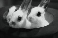 hat bunnies top