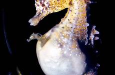 seahorse male seahorses pregnant pregnancy human sea birth pouch dad babies life sex newborn father give its animals born young