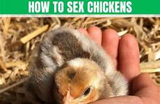 chickens rooster hen sexing