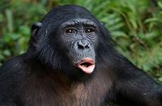bonobos sex do bbc having their really live
