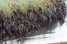 oil marsh spill covered pixnio landscapes