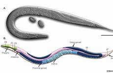 hermaphrodite elegans model anatomy adult introduction organism wormatlas development evolutionary body whole