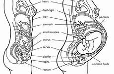 organs pregnancy anatomy stomach intestines location pregnant diagram weeks during baby body where april tuesday go mother 2011 squished internal