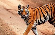 tiger tigers india safari nepal safaris chitwan luxury wild place departure information review national responsibletravel