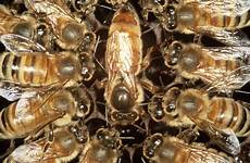 bee queen larvae fed facts newscientist did know these becoming chance twitter retweet