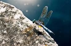 uhd pixelz dragonfly просмотров назад месяца ultra