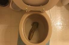 poop size shit