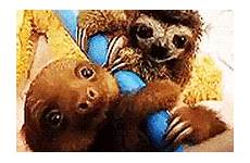 sloth sloths giphy gifer