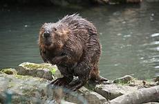 beavers beaver bever davies bryn nd bats badgers kuow wetland wever brief filmed