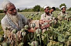 opium afghanistan afghan ap