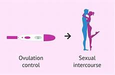 intercourse timed coitus ovulation programmed invitra