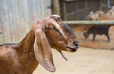 goat nubian animal zoo animals anglo