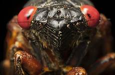 cicadas democrat gazette hoge