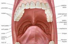 palate cavity sublingual gland vestibule britannica teeth frenulum duct salivary structure gums labial molars inferior glands superior hygienist palatine samim