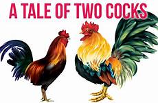 cocks two tale october