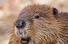 beaver beavers biber wild personality castor kunduz mammals ec0