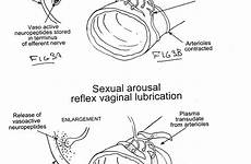 vagina aroused vulva vs female normal state arousal lubrication patents menthol sexual eu previous