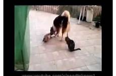 dog cat mating animals