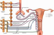 sexual female innervation function genitalia spinal men cord women figure internal gr3