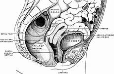 female pelvis sagittal section median rectum her etc clipart odd brahs srs vag felt thoughts experience something anatomical usf edu